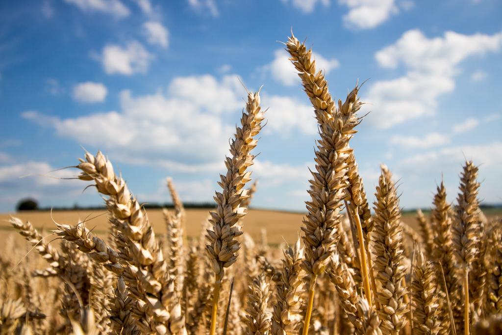 大麦,小麦高清壁纸的景深摄影