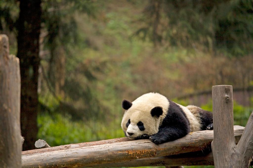 熊猫爬上日志高清壁纸
