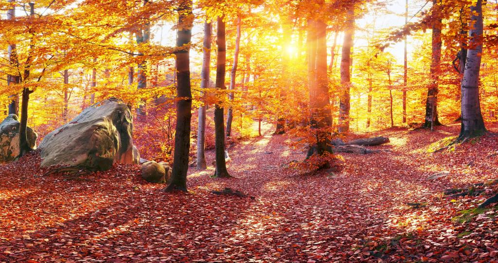 叶子,喀尔巴阡,石头,乌克兰,森林,树木,性质,秋天