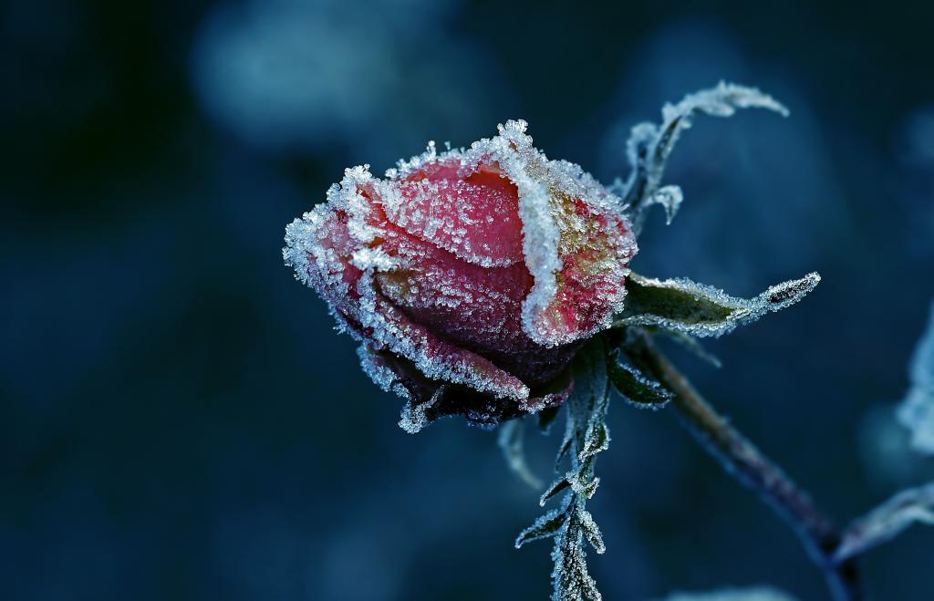 芽,霜,玫瑰