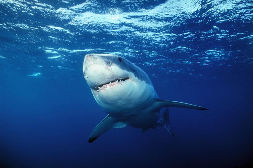 大白鲨水下高清壁纸摄影