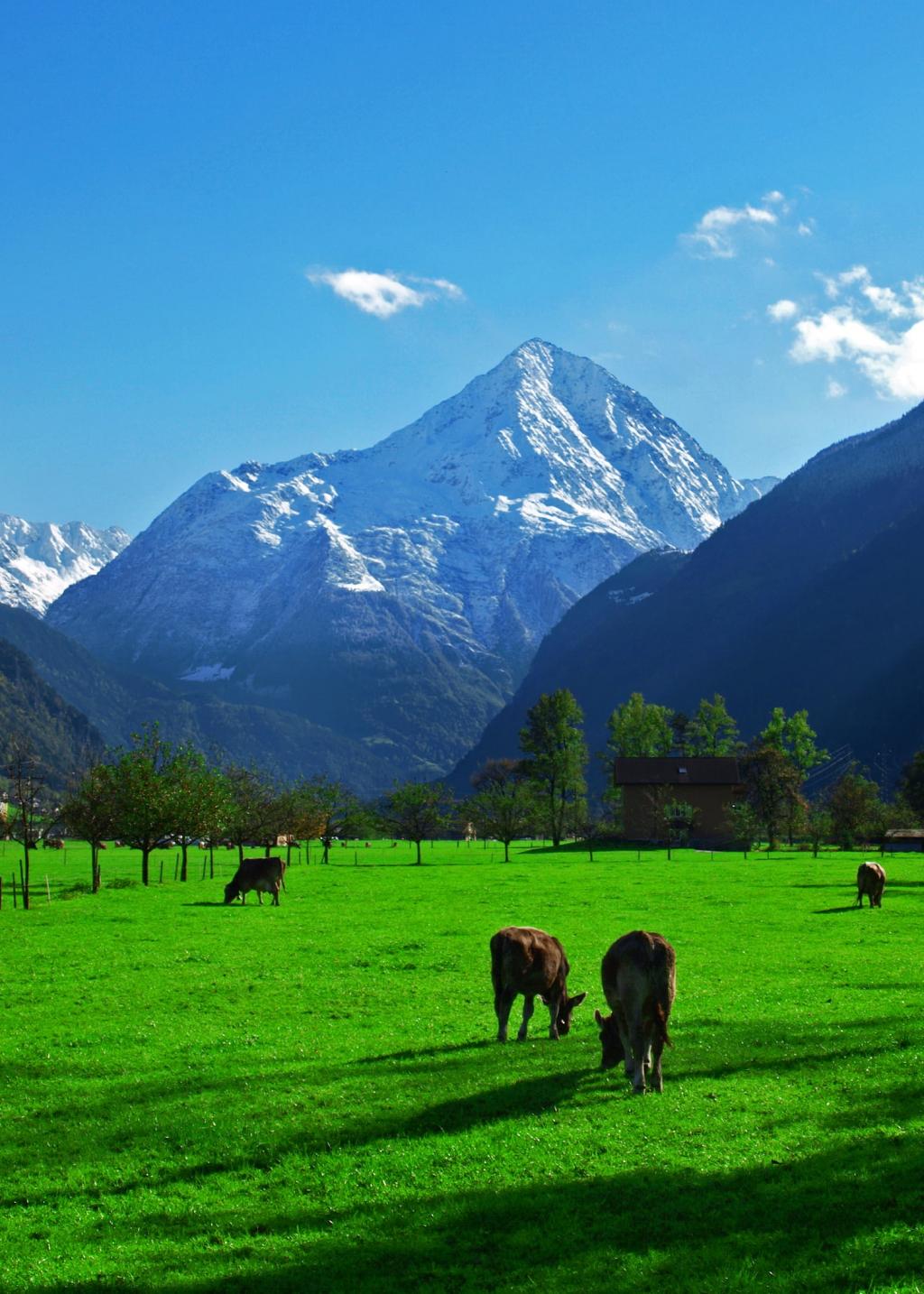 在白天绿草场上的四个棕色的牛,alpen高清壁纸