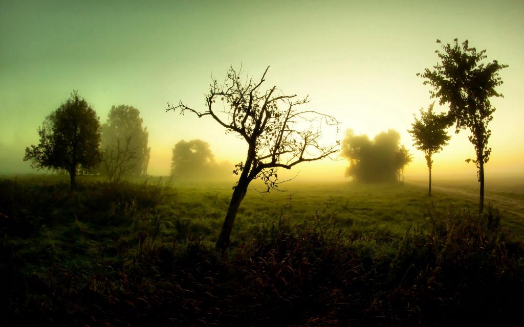雾,早上,景观,道路,树木