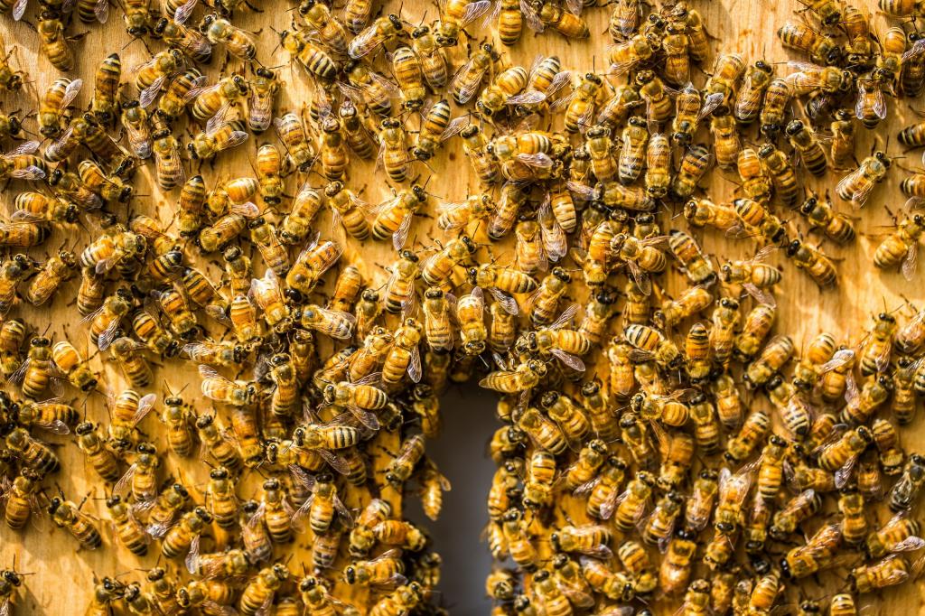 蜜蜂,背景,蜂巢