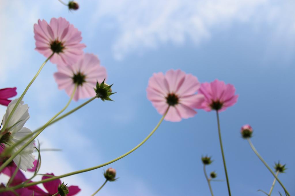 虫在白天粉红色的花朵,萨加城市高清壁纸的眼睛视图
