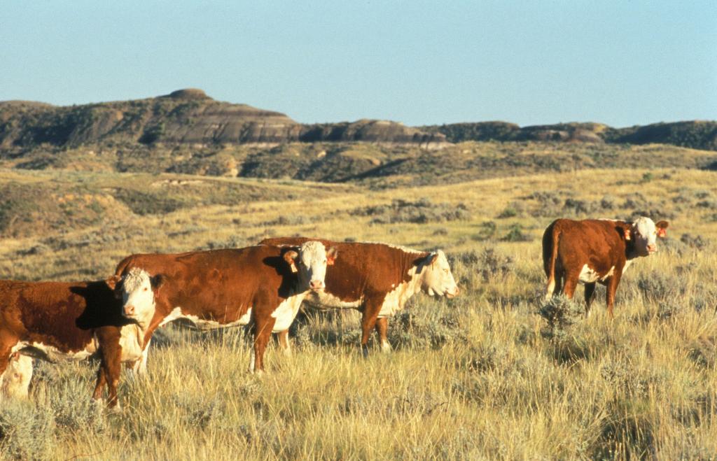四个棕色和白色奶牛在绿草场高清壁纸