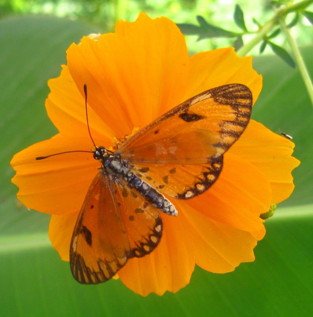 橙色和黑色贝母蝴蝶橙花高清壁纸