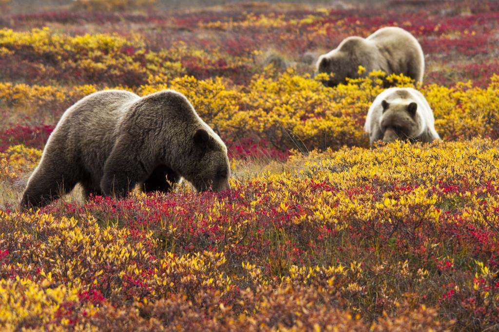 三只熊在草地上,灰熊,蓝莓高清壁纸
