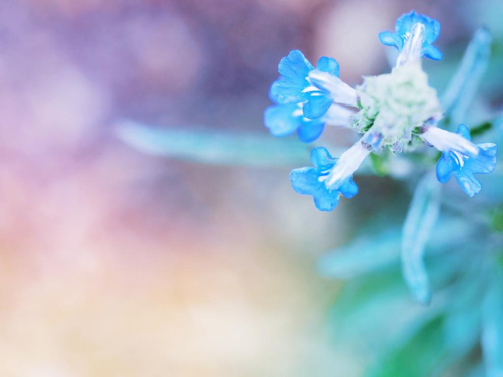 蓝色和白色petaled花高清壁纸