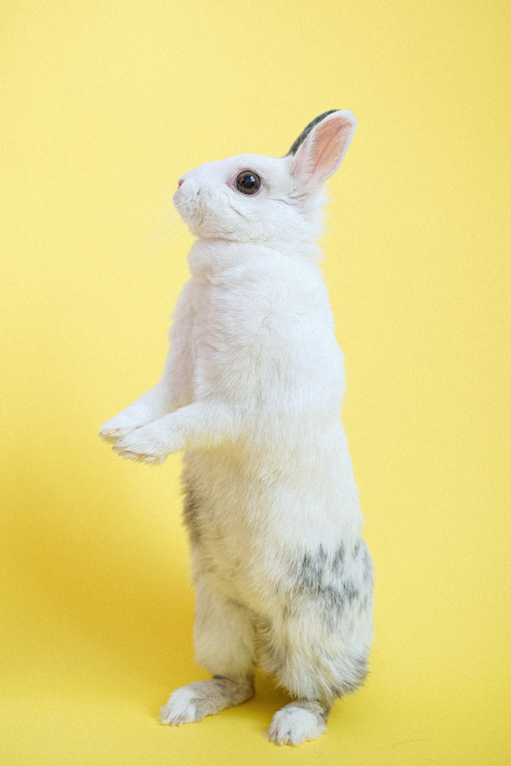 站起来的可爱小白兔