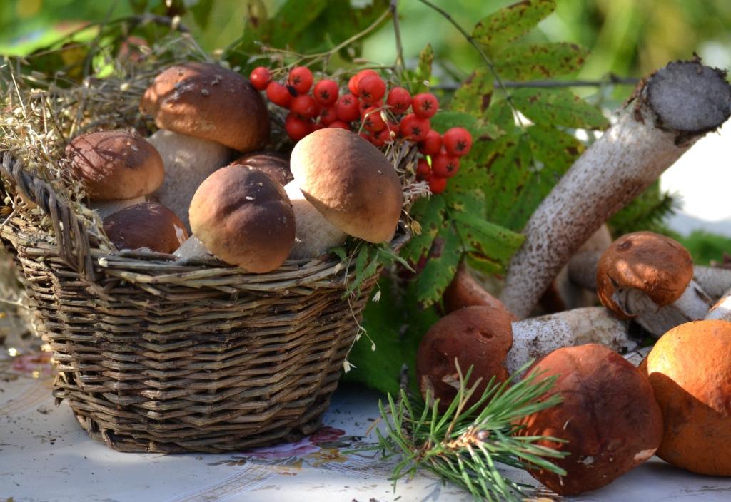 蘑菇,篮子,蘑菇,罗文