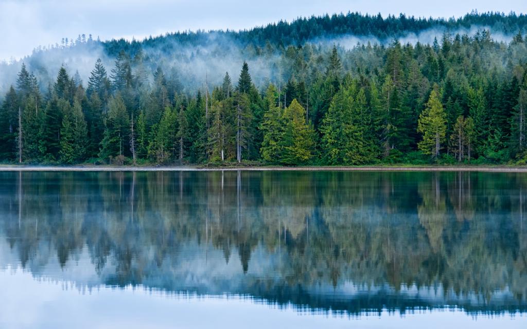 湖,雾,加拿大,树木,莫顿不列颠哥伦比亚省,森林