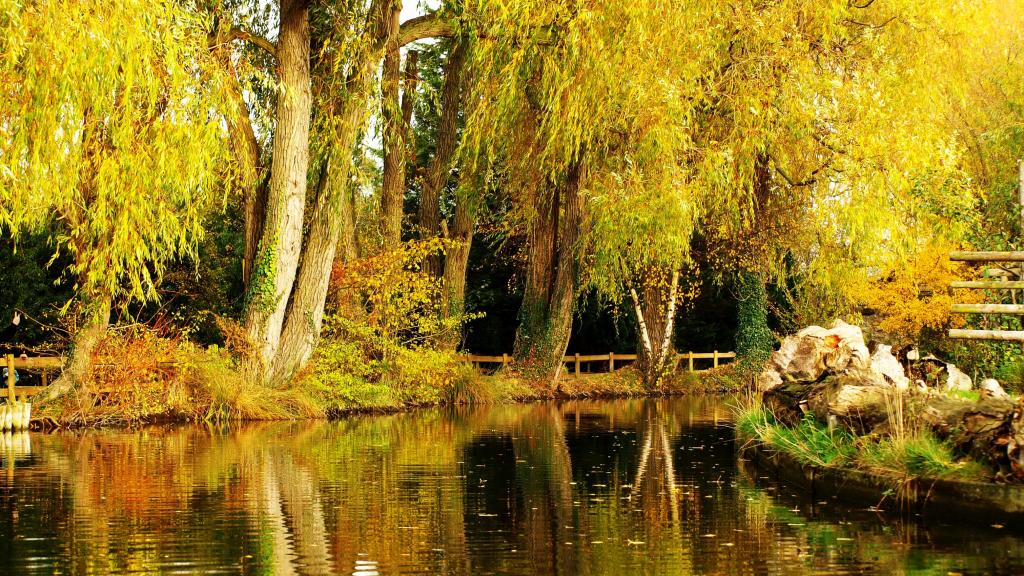 秋天,公园,池塘,树木