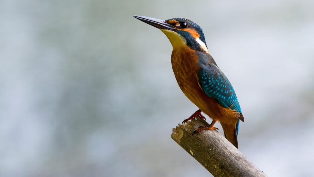焦点摄影的蓝色和橙色羽毛的长嘴鸟在树枝上高清壁纸