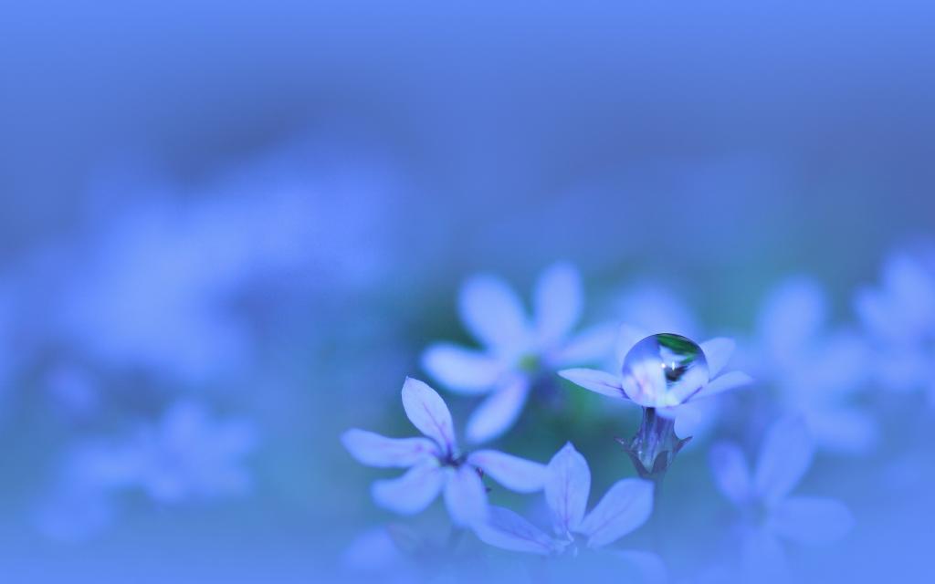 鲜花,宏,蓝色,颜色,水,花瓣,下降,植物,蓝色