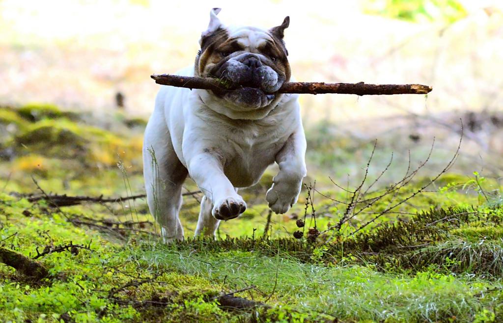 白色和棕褐色英国牛头犬在草地上运行,同时拿着一块棍子高清壁纸