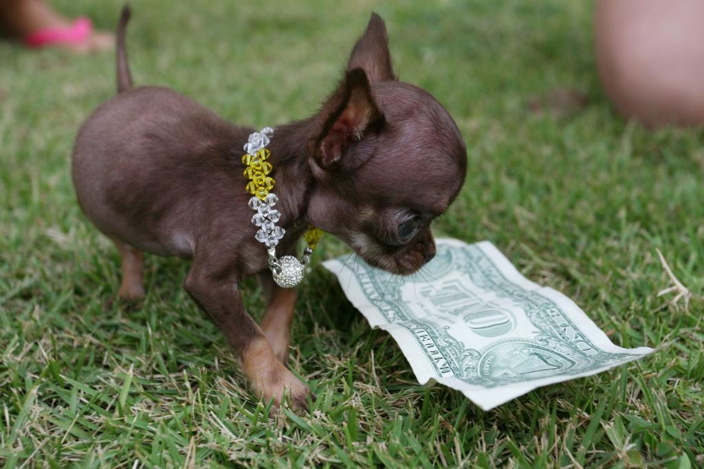 小,狗,美元