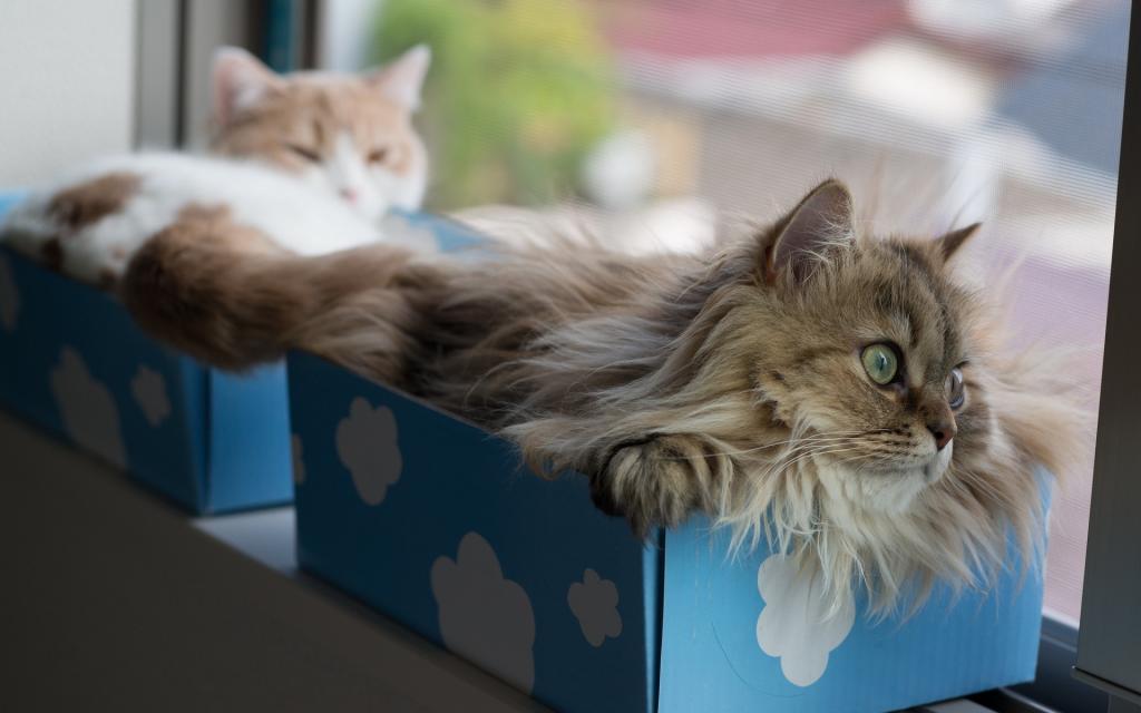 Torode,盒子,猫