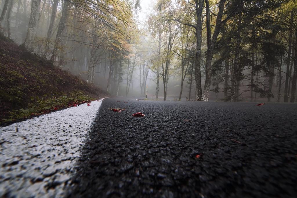 雾,路,秋天