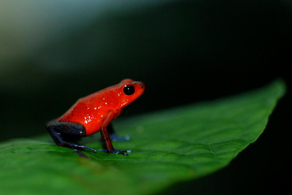 一只红色的青蛙在叶,oophaga pumilio,毒箭蛙青蛙高清壁纸的选择性焦点摄影