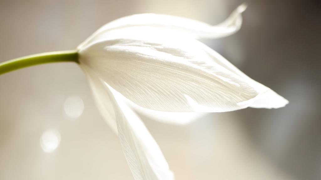 白色花瓣花高清壁纸的焦点照片