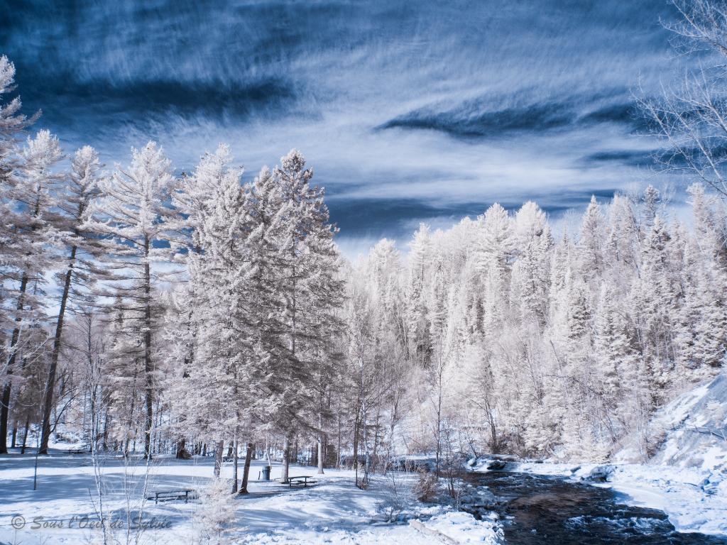 树,雪,河,冬天