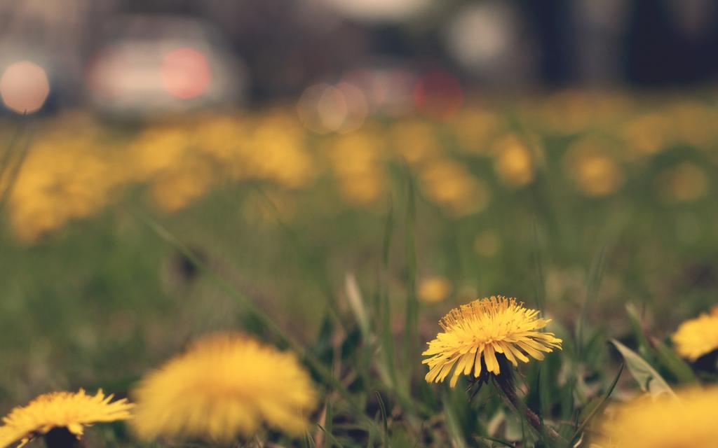 春天,Kulbaba,鲜花,黄色,蒲公英