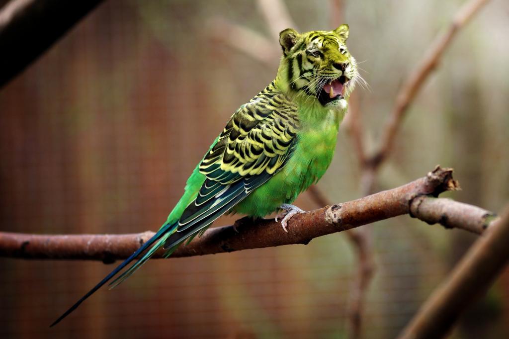 与虎头的绿色鹦鹉的选择性焦点编辑照片高清壁纸