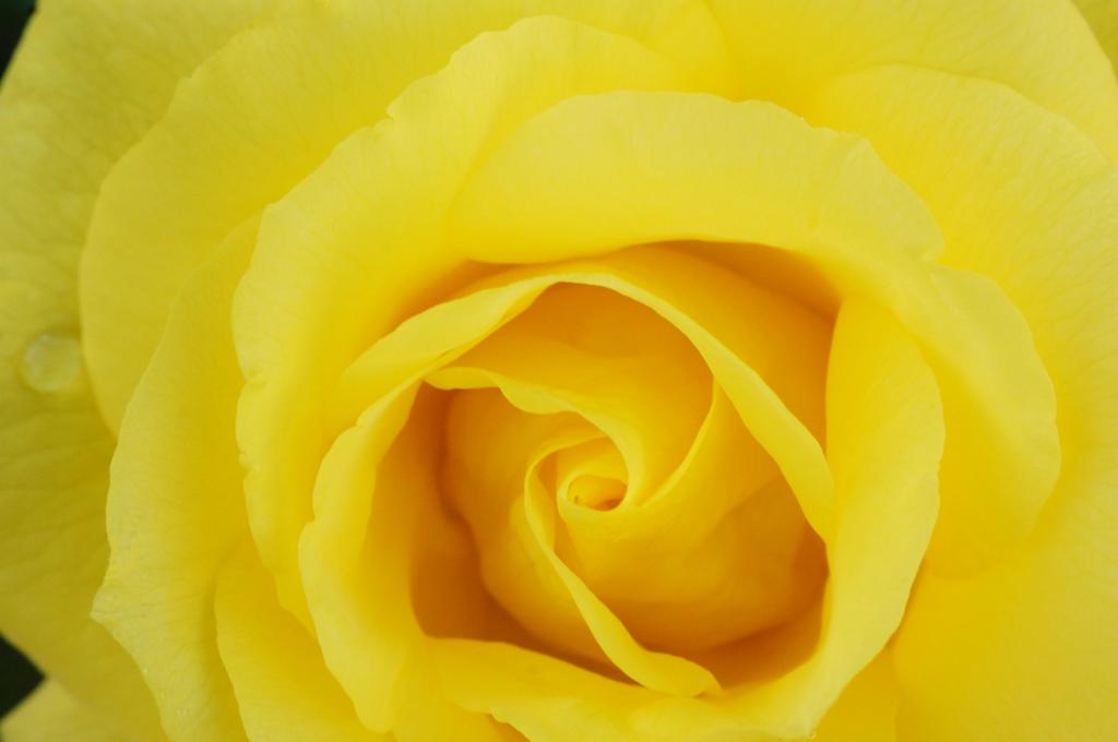 宏观摄影的黄玫瑰花卉高清壁纸