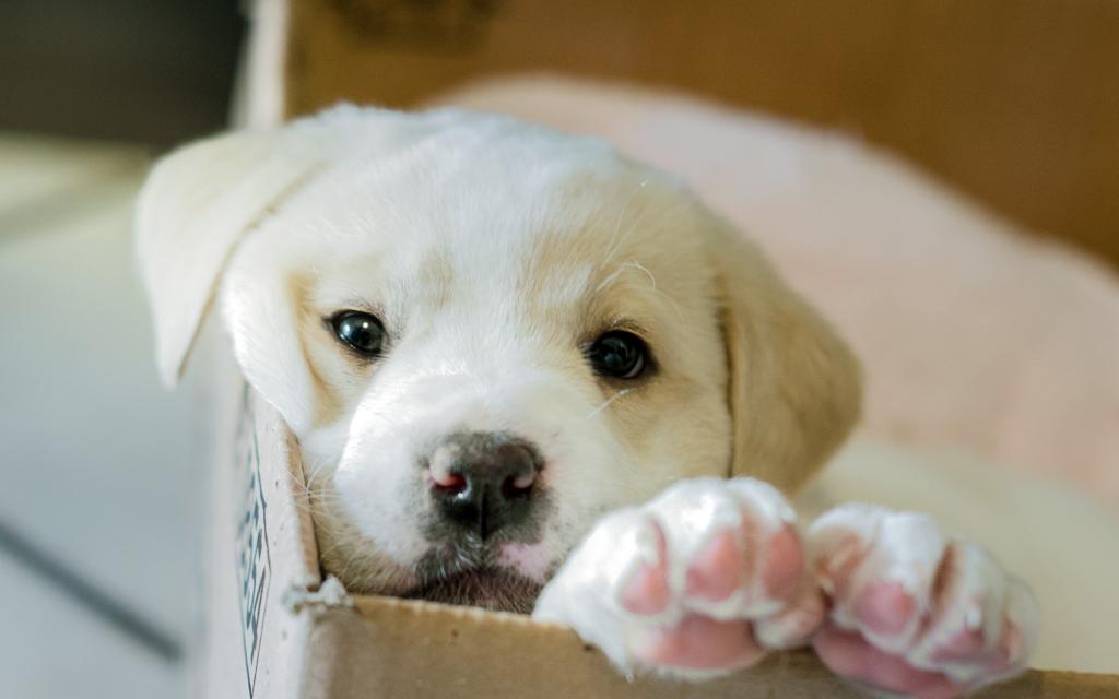 狗,小狗,盒子
