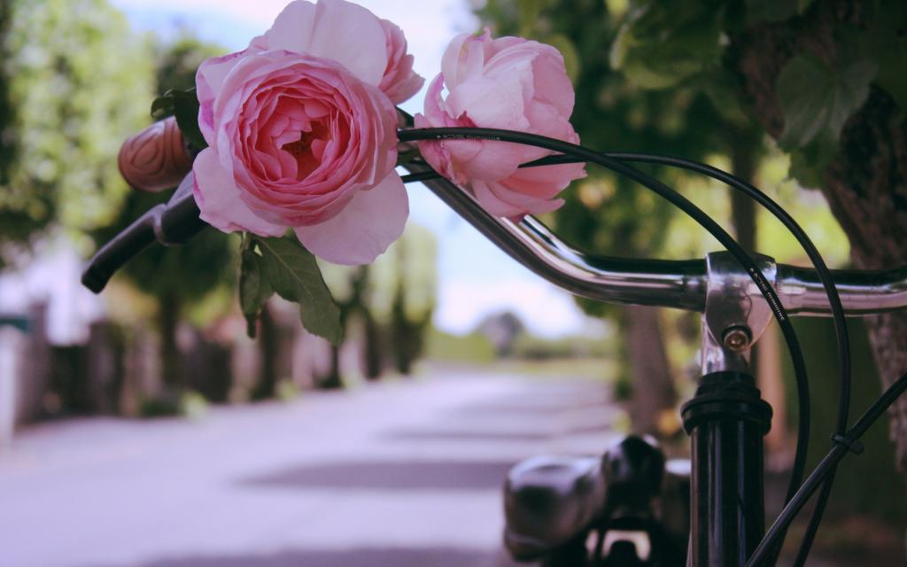 自行车,花,玫瑰