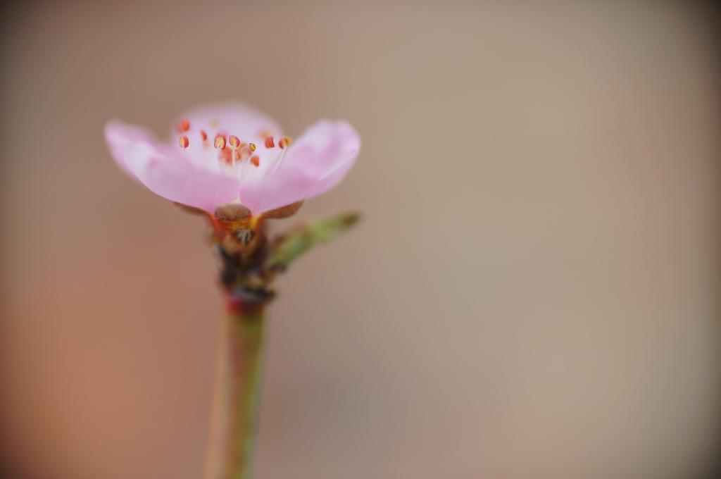 粉红色的花,桃花高清壁纸的微距照片