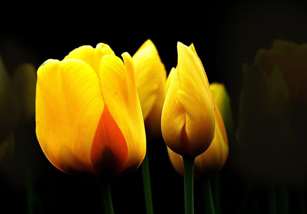 黄色的花,郁金香高清壁纸浅焦点摄影