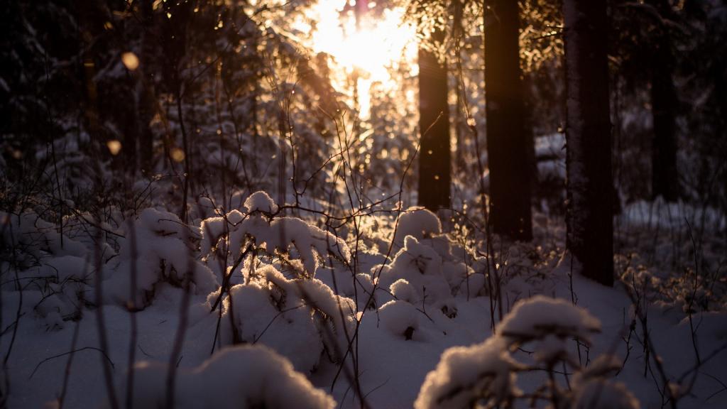 Dereja,太阳,雪,森林,冬天
