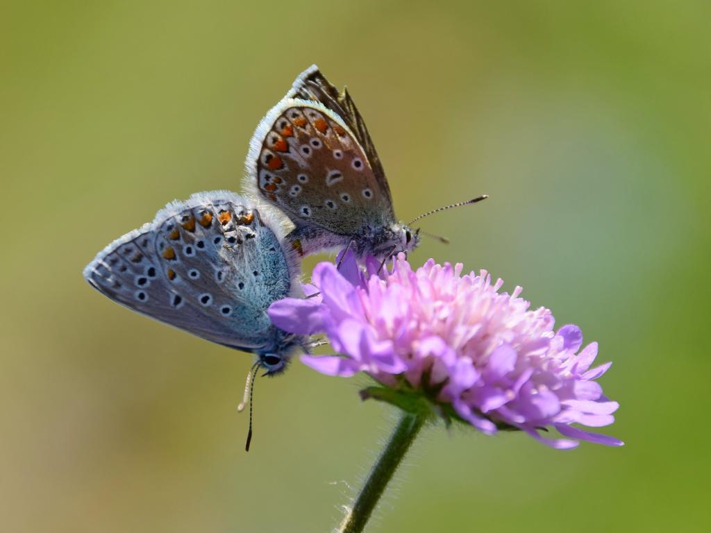 蓝色和棕色的蝴蝶紫色菊花花高清壁纸