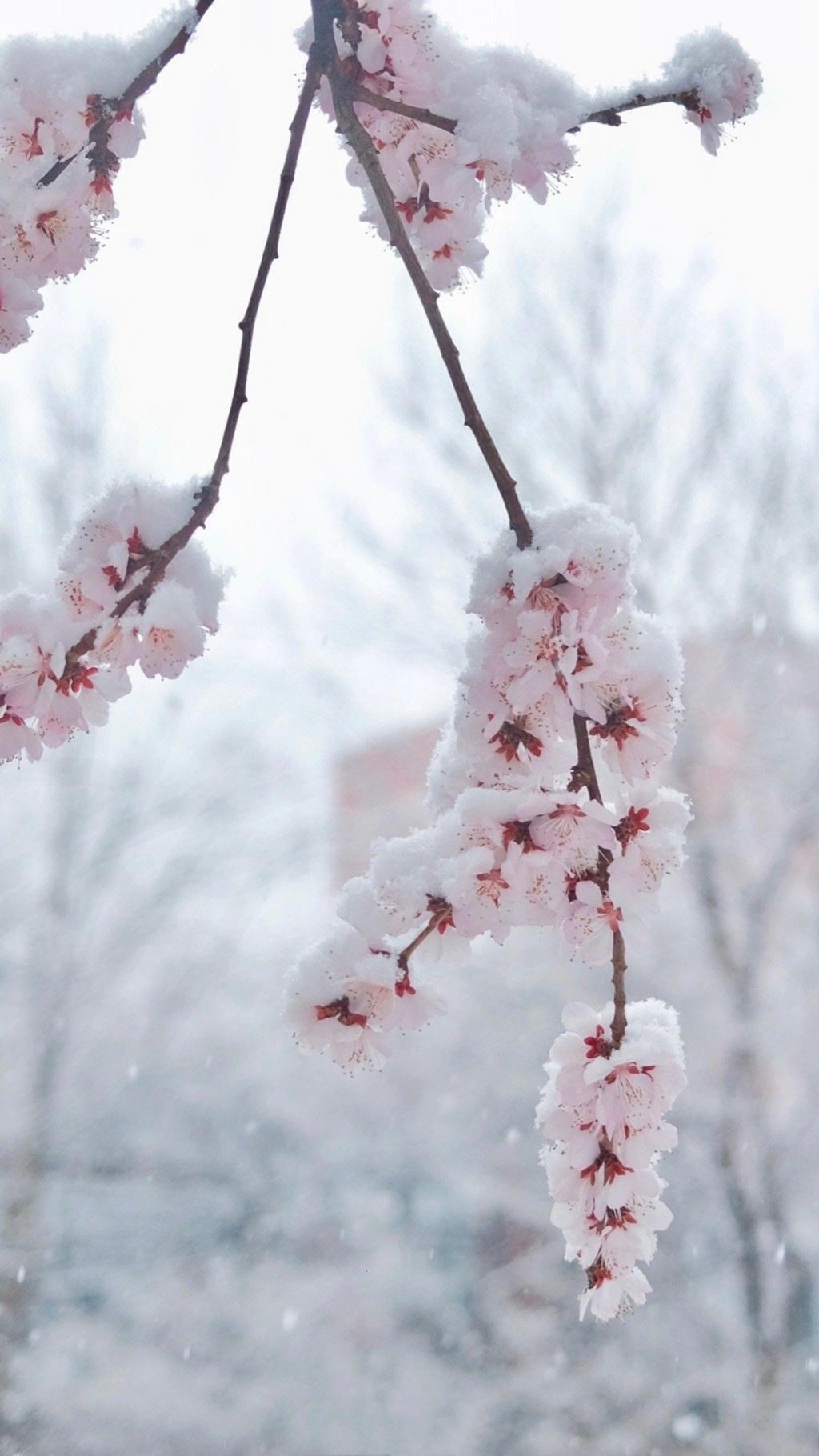 雪天里的樱花