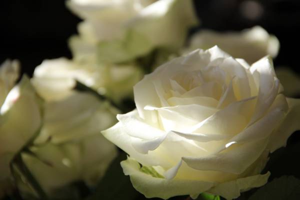 白色玫瑰花在微距摄影高清壁纸