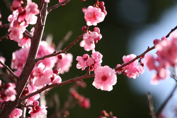 樱花宏观拍摄花高清壁纸