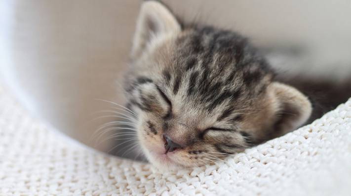 壁纸睡觉,睡觉,婴儿,小猫
