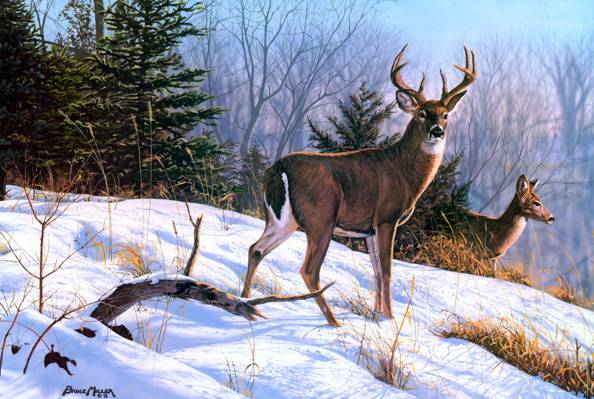 动物,云杉,雪,冬天,绘画,在山脊上,布鲁斯·米勒,鹿