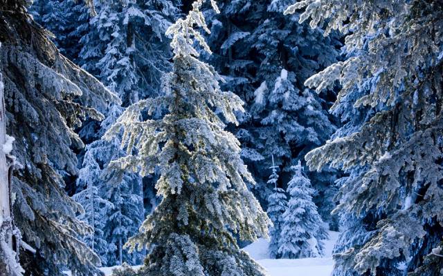 树,雪,云杉,雪,冬天,冬天,神话般,森林
