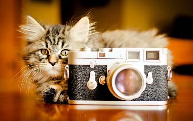 猫,相机,背景