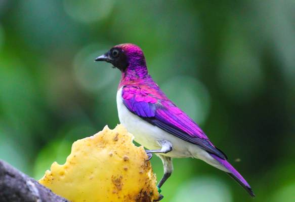 选定的重点摄影的紫色鸟在白天高清壁纸