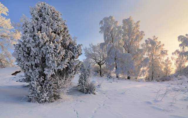 雪,冬天,树木,瑞典,Vagnhärad,瑞典,Sodermanland
