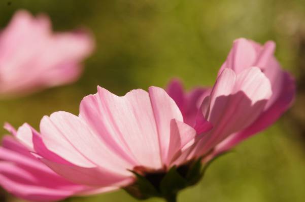 粉红色波斯菊花,波斯菊bipinnatus高清壁纸的选择性焦点摄影