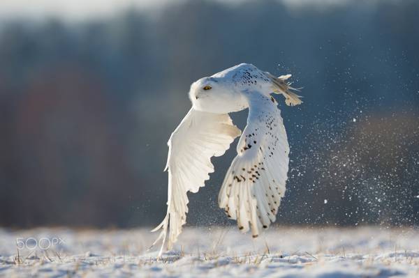 猫头鹰,极地,白色,飞行,冬天