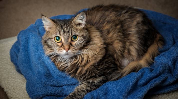 棕色长涂的猫在蓝色纺织品,香豌豆花高清壁纸