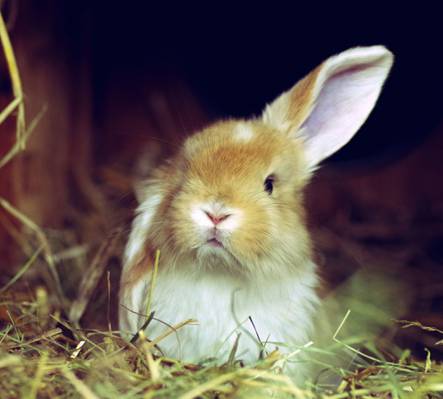 兔子,白色,草,红色,耳朵