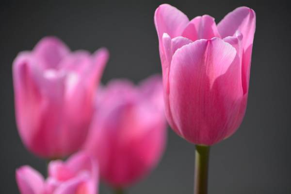 粉红色的选择性焦点郁金香鲜花盛开在白天高清壁纸