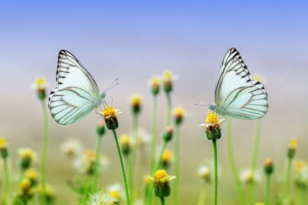 两只白色的蝴蝶栖息在特写照片高清壁纸的黄色花朵